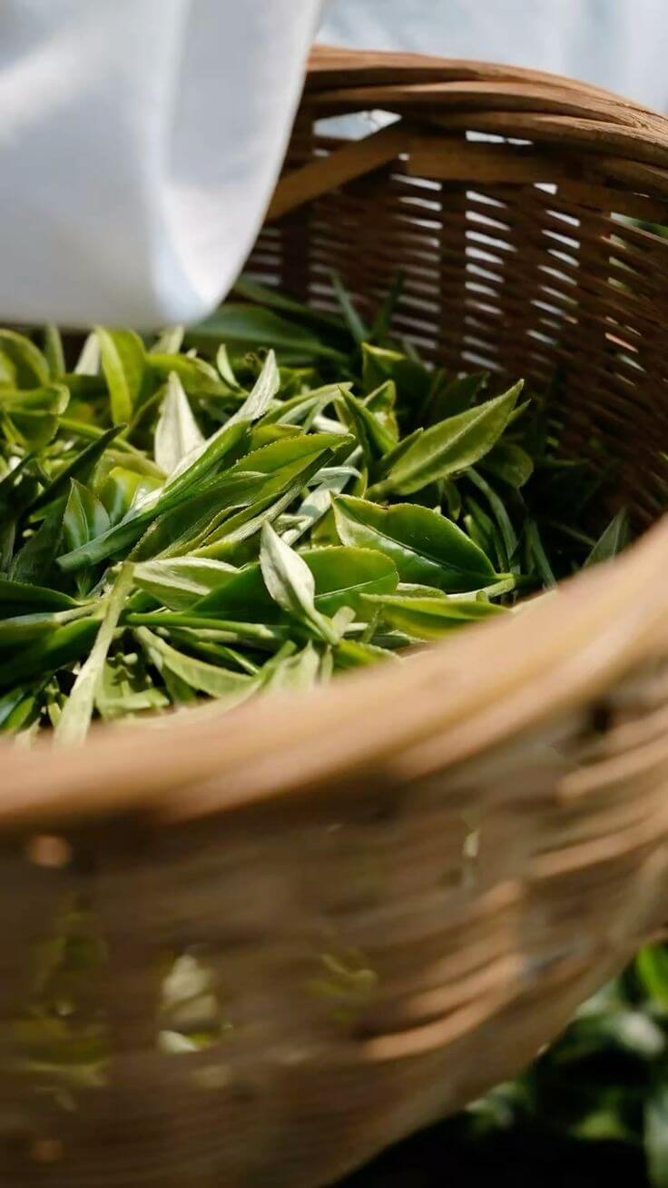 DECAF GREEN TEA